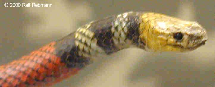 Micrurus fulvius Bild01